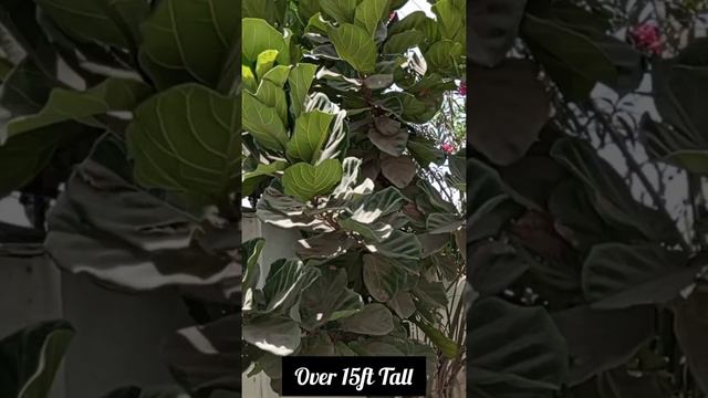 Fiddle Leaf Fig || #fiddleleaffig out in sun! #mrsgardener #short #shortvideo смотреть онлайн