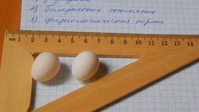 Попугай корелла снесла яйцо. Что делать в такой ситуации. смотреть онлайн