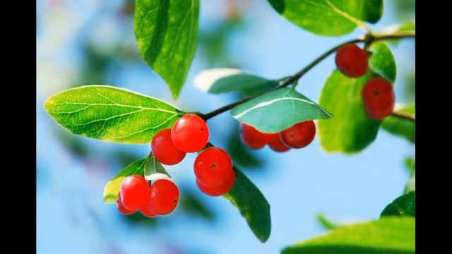 Опасные ягоды и Ландыш из пластилина