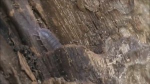 Мокрица обыкновенная и интересные факты о ней