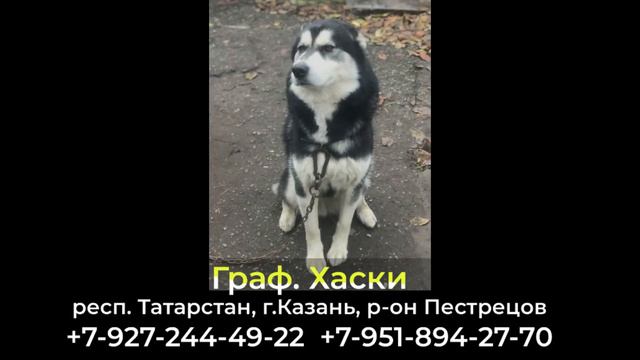Пропала собака! ГРАФ. Хаски. респ.Татарстан, г.Казань, р-он Пестрецов смотреть онлайн