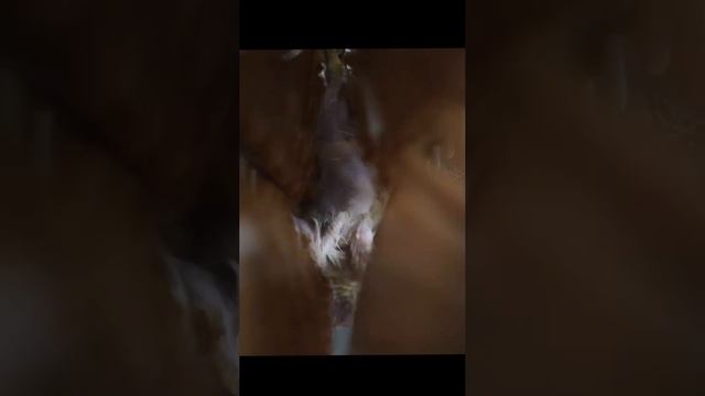 How an Automatic Poultry Plucking Machine Efficiently Removes Feathers смотреть онлайн