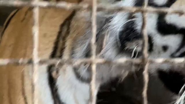 Тигренок дошипелся ! Ко мне подошла МАМА ТИГРИЦА ! смотреть онлайн
