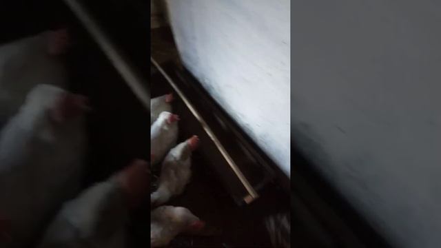 Можно ли держать козу и кур вместе. смотреть онлайн