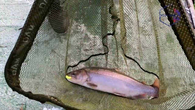 Вот это форелевая раздача! Или чем отличается пассивная форель от активной! смотреть онлайн