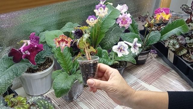 Предлагаю для продажи деток декоративно лиственных бегоний и не только на 12.10.23. смотреть онлайн