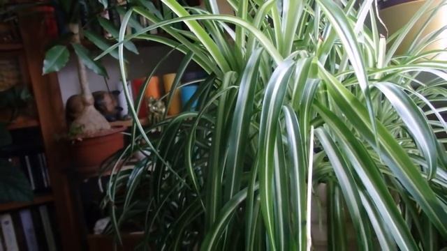 комнатные растения - хлорофитум смотреть онлайн