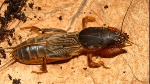 Все о медведках: как избавиться, чем опасны, кусаются ли и многое другое.