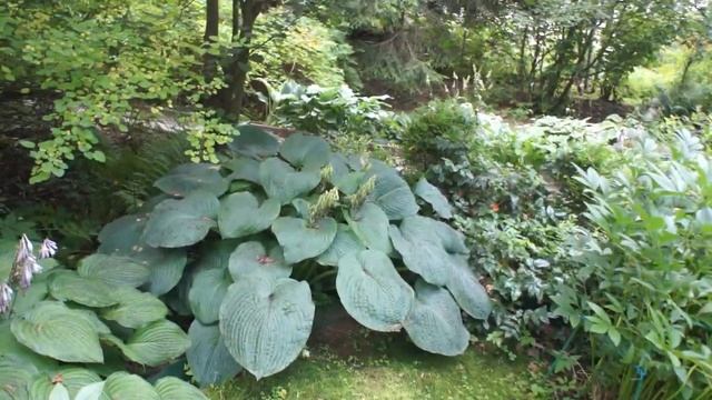 Сад без забот смотреть онлайн