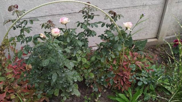 Посадка роз по 2 шт в яму! Ошибка или рабочая схема? Плюсы и минусы данного способа. Мой опыт. смотреть онлайн