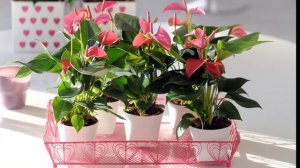 Антуриум уход в домашних условиях