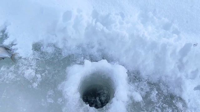 РЫБАЛКА НА ГУСТЕРУ. ЛОВЯТ ВСЕ смотреть онлайн