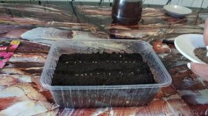 ВЫРАЩИВАНИЕ ЭХИНАЦЕИ ПУРПУРНОЙ ИЗ СЕМЯН.