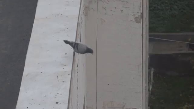 Птица самоубийца смотреть онлайн