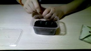 1# Как посадить Венерину Мухоловку !!!