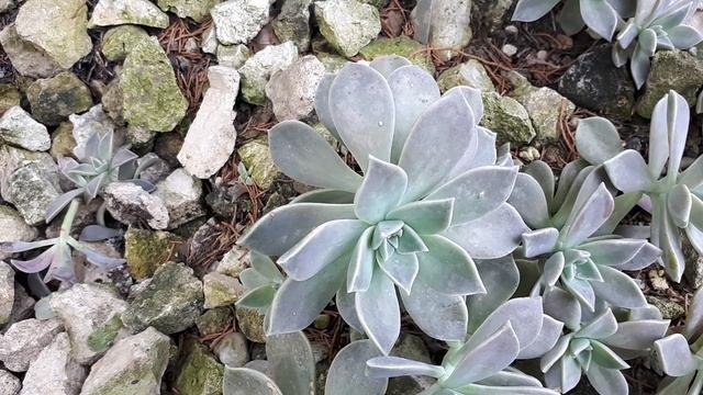 Graptopetalum paraguayense - grow & care смотреть онлайн
