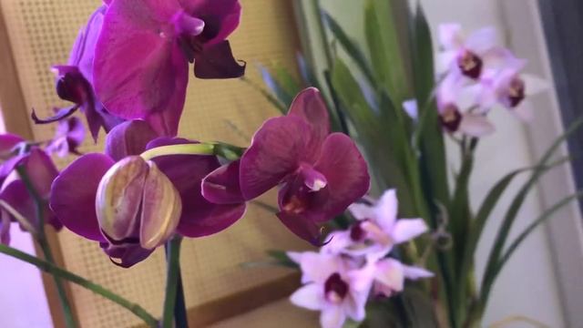 ШИКАРНАЯ ОРХИДЕЯ С АТЛАСНЫМИ ЛЕПЕСТКАМИ «SARASTO» смотреть онлайн