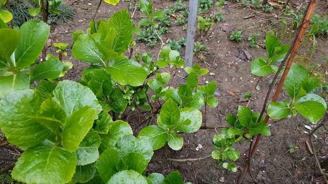 Гортензия | Жизнь на Юге смотреть онлайн