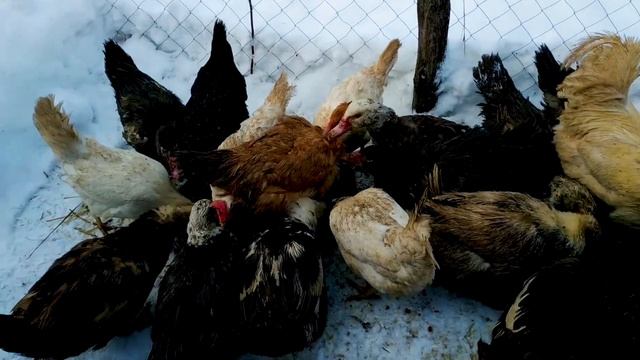 День сурка. В ДЕРЕВНЕ ЗИМОЙ. Корми, копай выгуливай. Off Grid Farm.