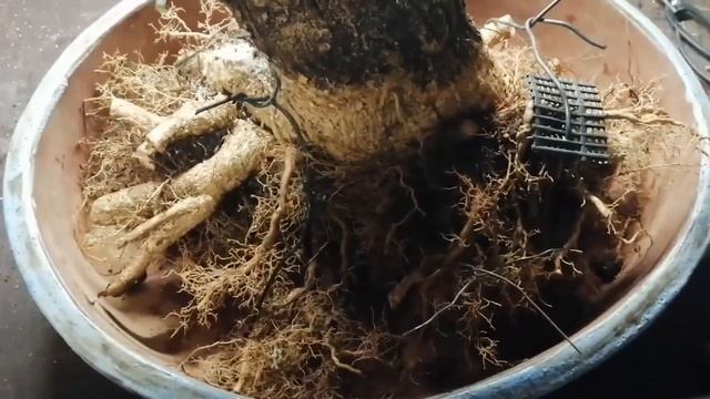 Euonymus europaeus - Pfaffenhütchen Yamadori смотреть онлайн