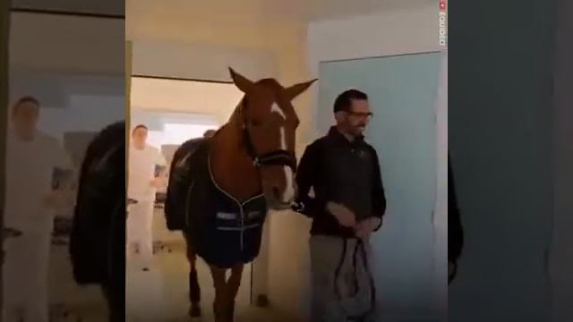 Самое доброе из животных это лошадь смотреть онлайн