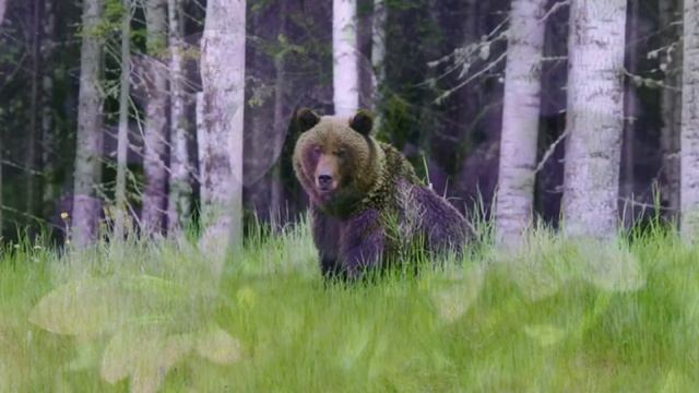 Николай Рубцов "Подорожники"... смотреть онлайн