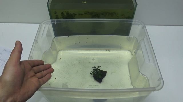 ДАФНИЯ 100% БУДЕТ МНОГО (БЕЗ ПОДМЕН).КРЕПЛЕНИЯ ДЛЯ ЛАМП ДЕЛАЕМ БЫСТРО! смотреть онлайн