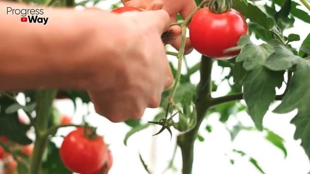 СРОЧНО ДАЙТЕ ТОМАТАМ СОДУ И БУДЕТЕ СОБИРАТЬ УРОЖАЙ ВЕДРАМИ ДО ОСЕНИ!!! УХОД ЗА ТОМАТАМИ! смотреть онлайн