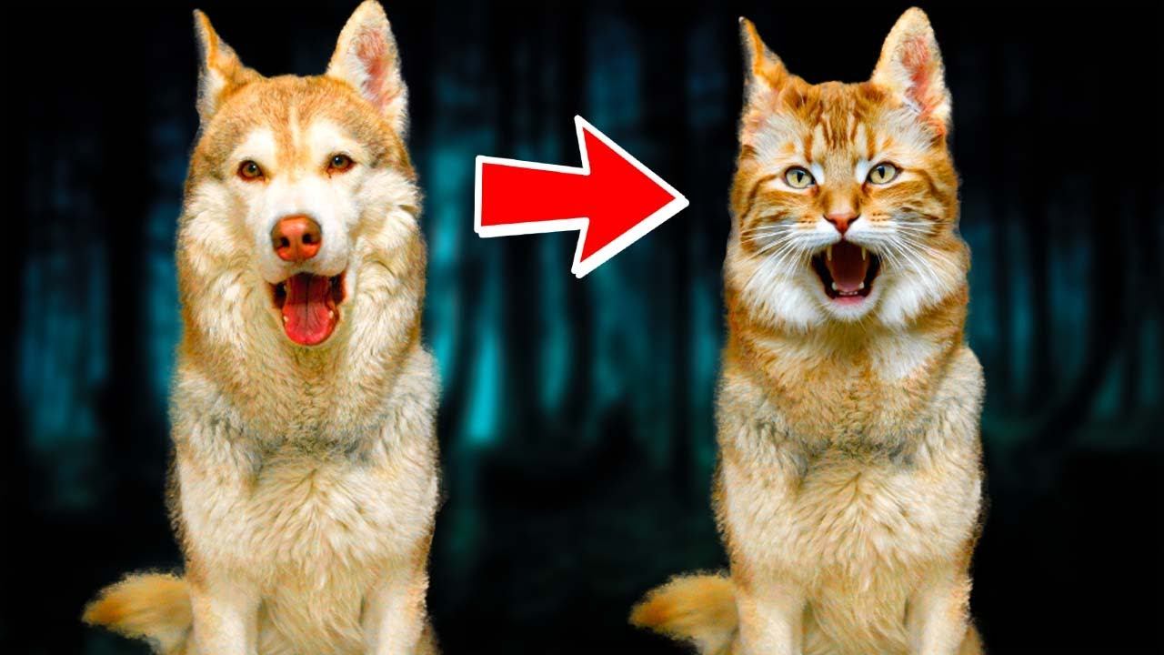 Я ТЕПЕРЬ РЕАЛЬНО КОТ!! (Хаски Бублик) Говорящая собака Mister Booble смотреть онлайн