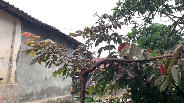 Heavy rain, streets in the middle of the village of Central Java, Indonesia смотреть онлайн