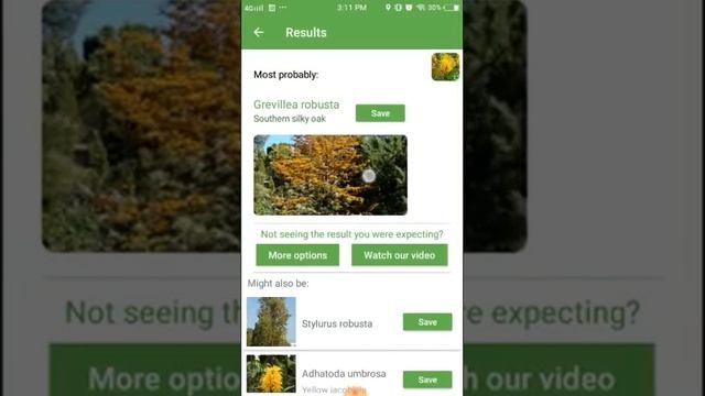 PlantSnap identifies a Southern silky oak (Grevillea robusta) смотреть онлайн