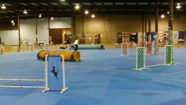 AKC Agility Trial Basset Hound смотреть онлайн