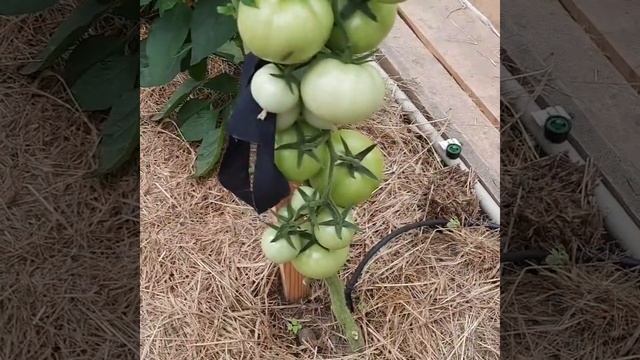 Рассада поздних огурцов. Сорт-гибрид томата " Интуиция ". смотреть онлайн