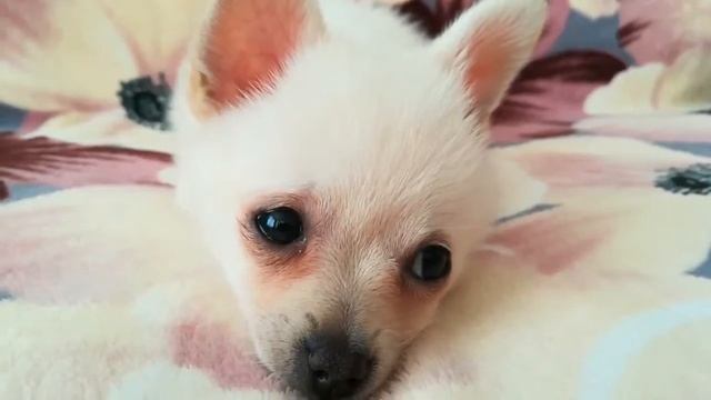 Кто такие Помчи? Who are Pomchi? смотреть онлайн