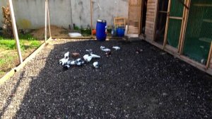 Гюмриские Ленинаканские голуби в Москве, в гостях у Эдгра