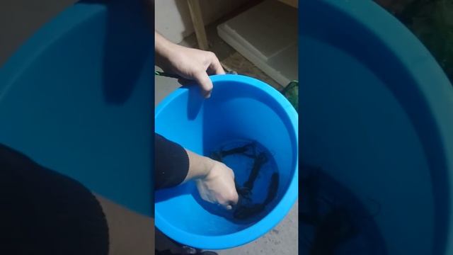 Разведение Австралийского рака 9 Первая икра !!!