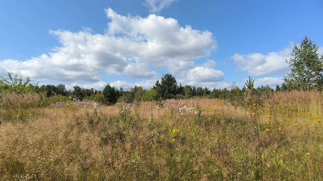 За городом. ч.1. Август 2024 смотреть онлайн