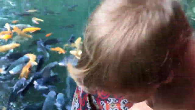 Кормим рыб в Gunung Kawi. смотреть онлайн