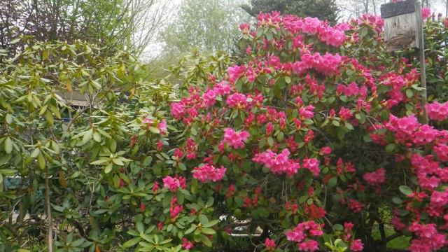 rhododendron blooming, time-lapse смотреть онлайн