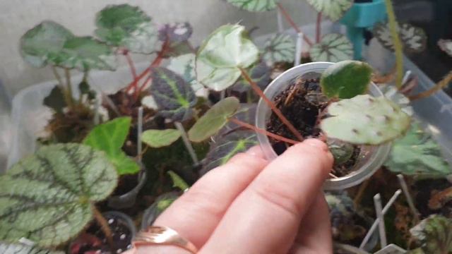 НОВИНКА 🥰 🌿 Обзор полок перед уездом 🌿 влог, цветочные будни 🌿 28.06.2022 смотреть онлайн