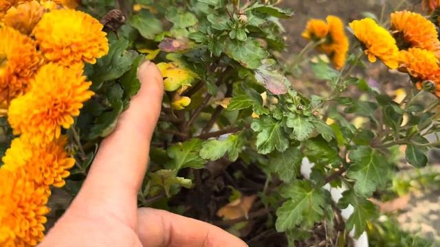 Куда девать землю из кашпо? Ампельная или почвопокровная хризантема. Немного красоты из моего сада.