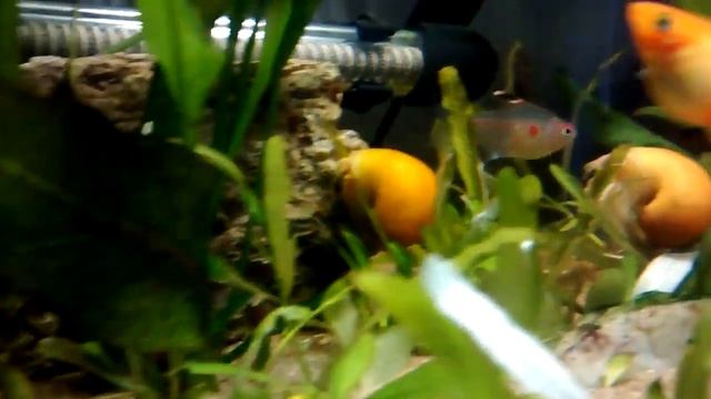 Labeo albino o tiburón, plati, etc. смотреть онлайн