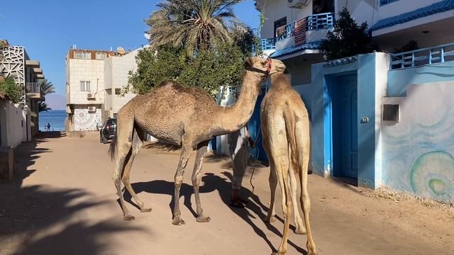 ЧЕРЕЗ ПУСТЫНЮ В АРАВИЮ | СТРИЖКА ЗА 1,5 $ | ПЕРВАЯ ВСТРЕЧА С ПОДПИСЧИКАМИ смотреть онлайн