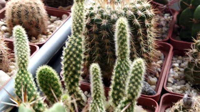 Кактусы и суккуленты.Обзор- беседа. смотреть онлайн