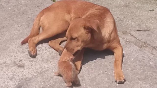 Собака нянчит котёнка. смотреть онлайн