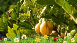 Крыжовник обыкновенный Алтайский номерной ? Посадка и уход. крупномеры крыжовника: особенности сорт