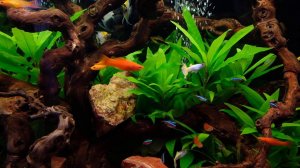 Аквариум  с гуппи, меченосцами и неонами