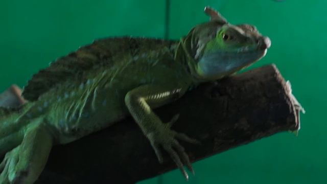 шлемоносный василиск shlemonosny basilisk смотреть онлайн