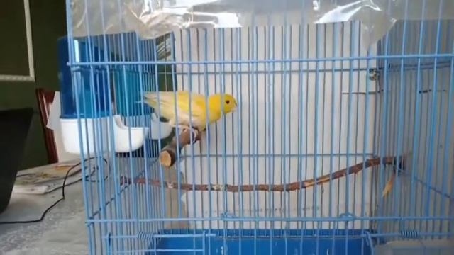 Про линьку у канареек. Птицы. Канарейки.