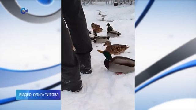 На Кургане в Петрозаводске утки решили не ждать, пока их покормят и начали клянчить еду смотреть онлайн